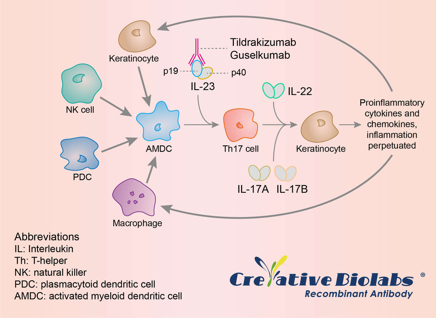 Mechanism of Action of Tildrakizumab